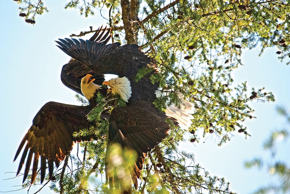 eagle fight