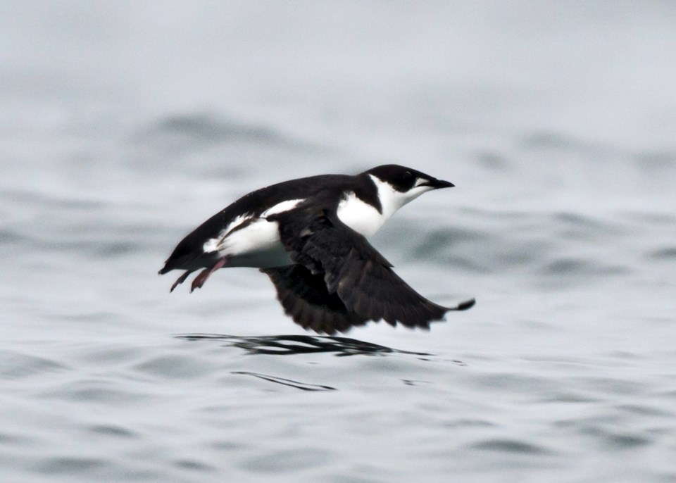 Marbled murrelet 