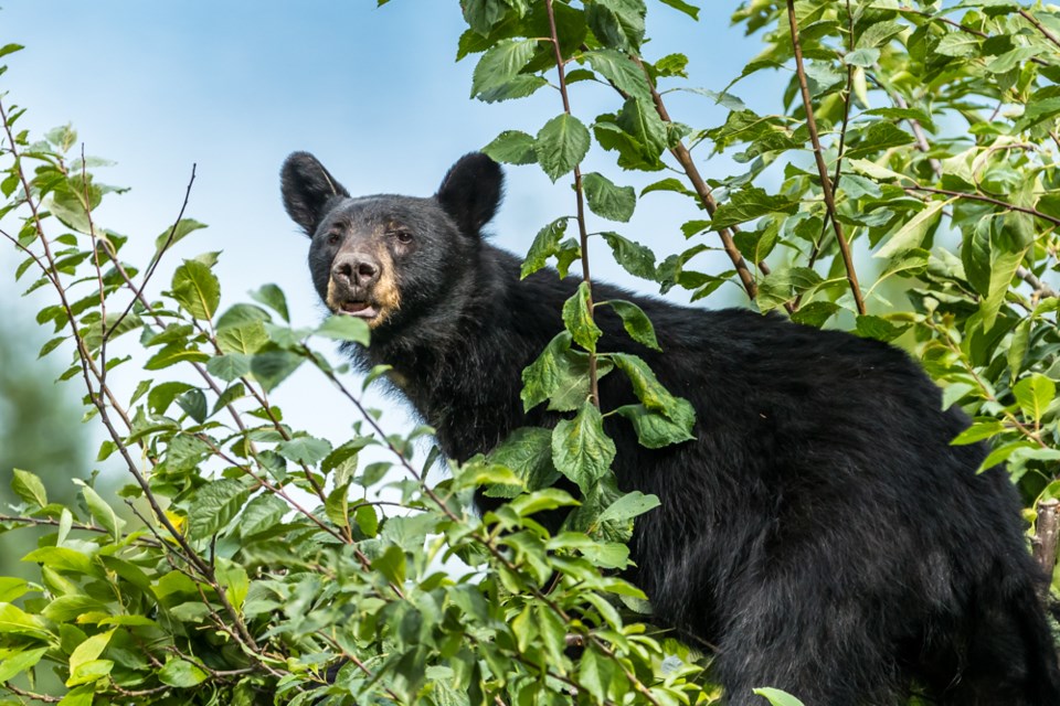 N.Bear aware