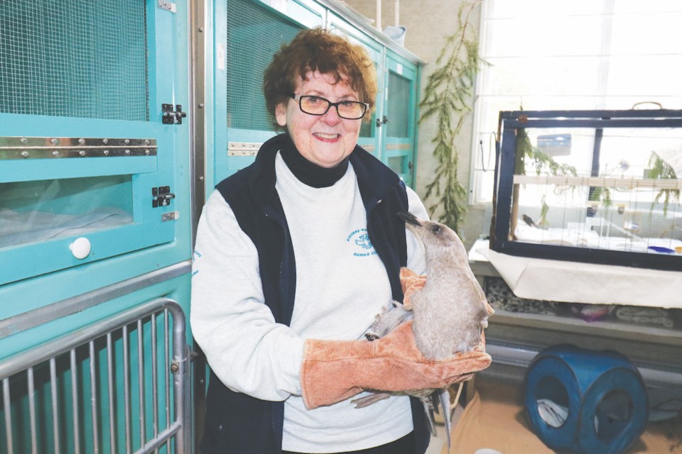 n-gibsons-wildlife-rehab-a-copy