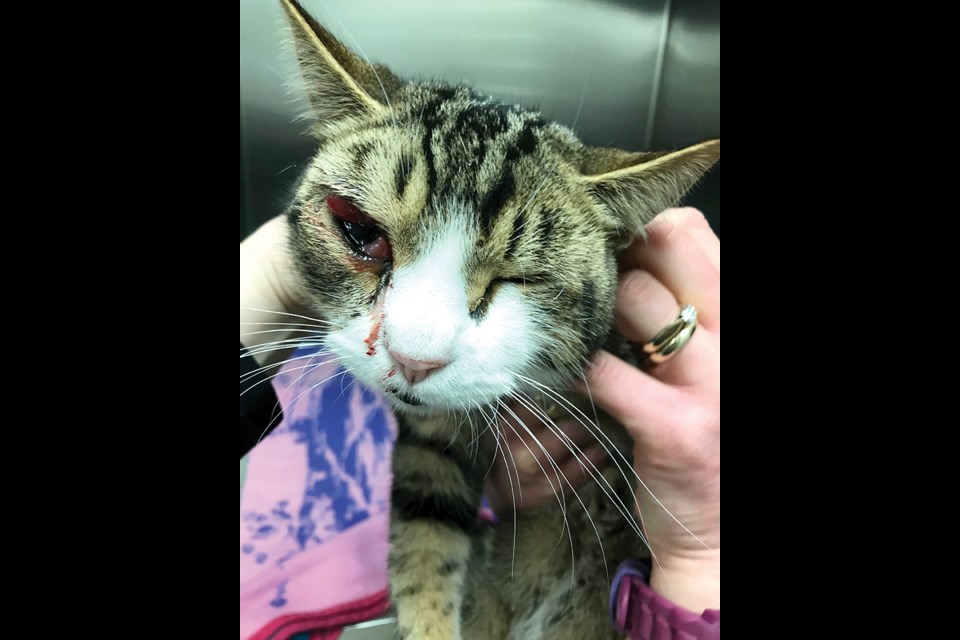 Keto the cat lost an eye after he was shot with a pellet gun.