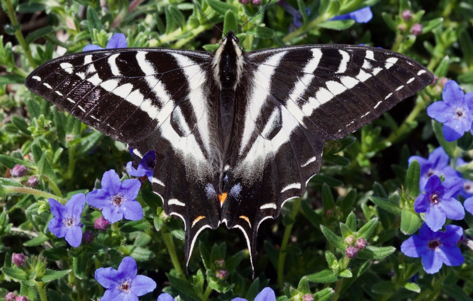 Pale Swallowtail from Halfmoon Bay 