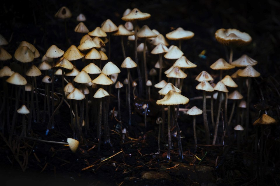 panaeolus-foenisecii-commonly-called-the-mowers-mushroom-haymaker-or-brown-hay-mushroom