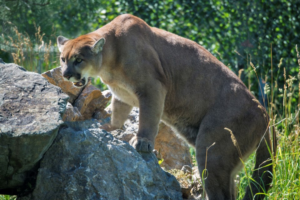 cougar-on-a-rock