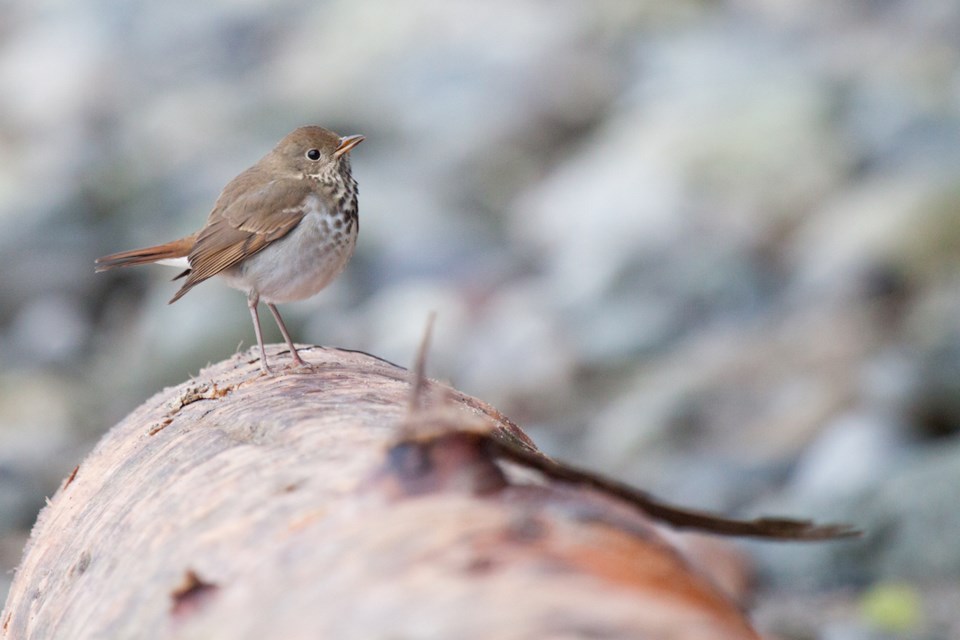 A beautiful small song bird sits perched perfectly on a piece of drift wood on the coastline of British Columbia