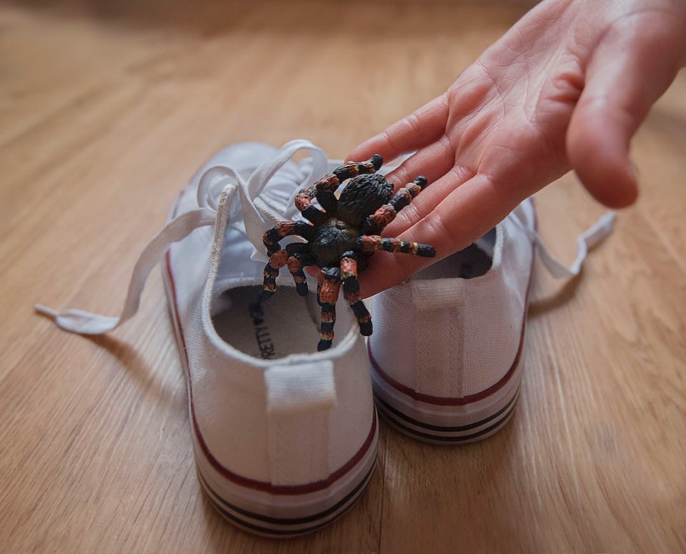 A hand can been seen placing a large plastic toy spider into a pair of shoes
