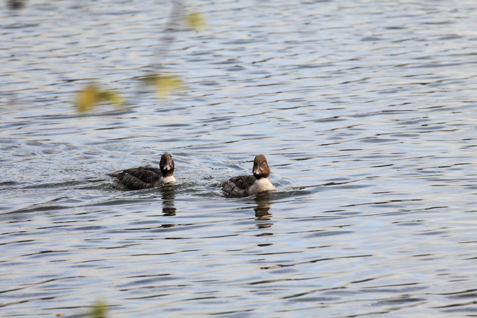 a-medium-sized-black-and-white-diving-duck-the-barrows-goldeneye-is-primarily-a-duck-of-the-western-mountains-of-north-america