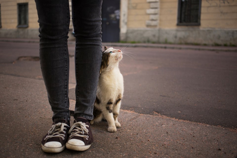 A street cat rubs against the legs of a volunteer.