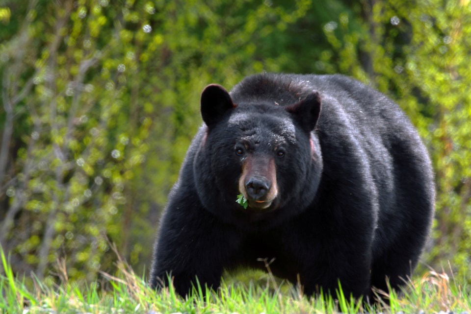 Black bear