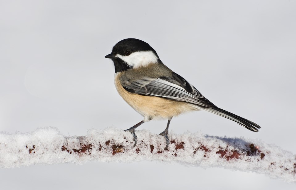 black-capped-chickadee-on-snowy-branch