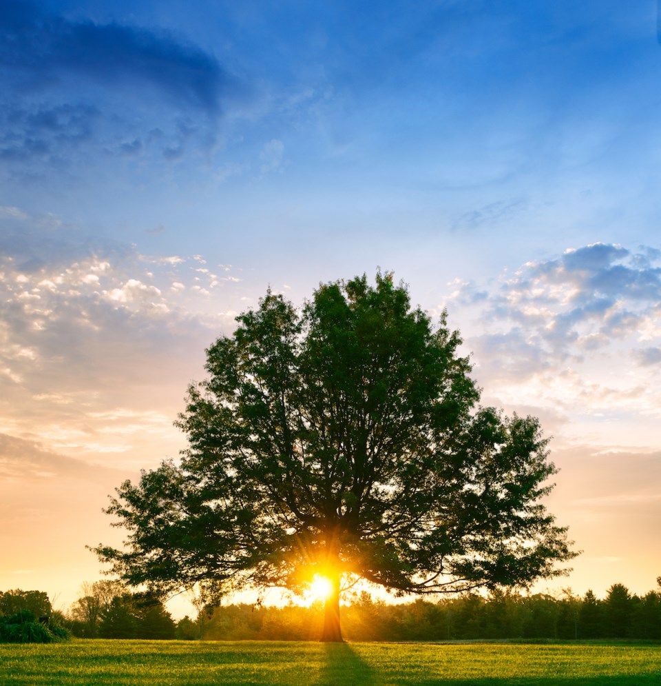 Bright sunrise behind a lone tree in the summer