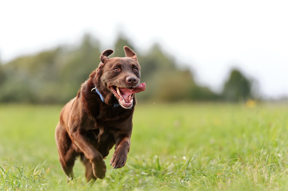 Brown Labrador running in through grass.