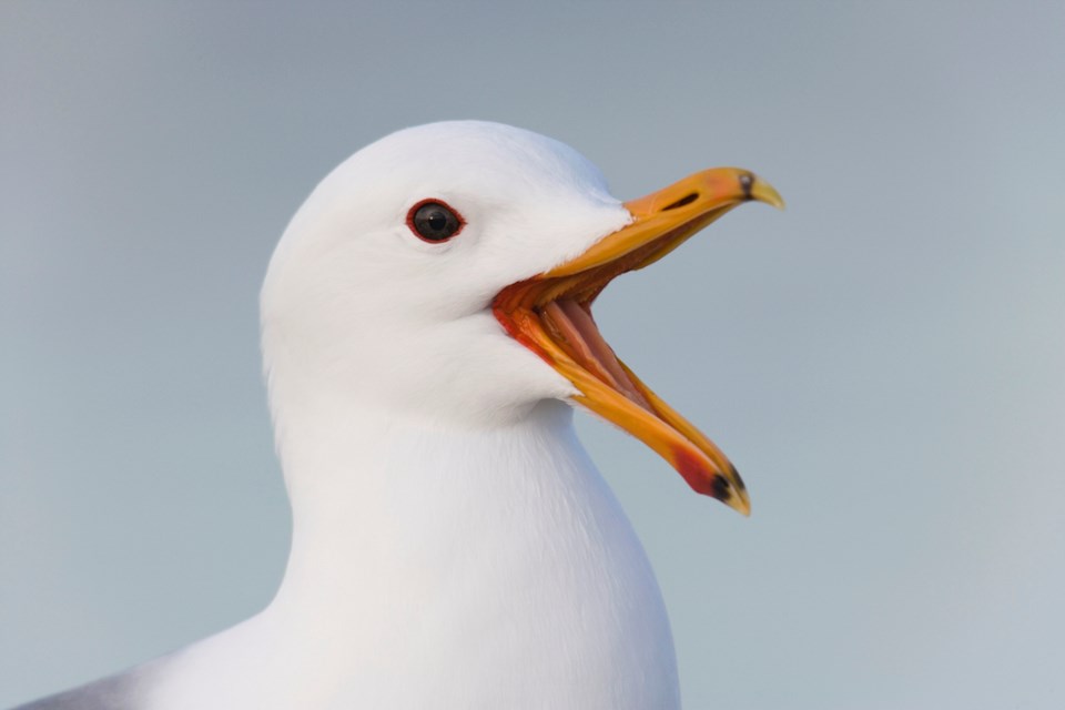 California seagul