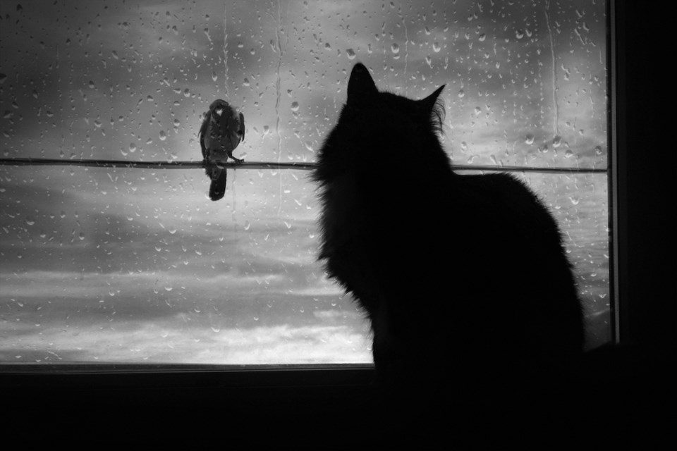 Cat looking at bird through the window