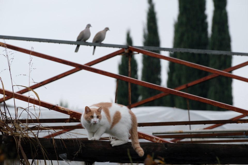 Cat on the greenhouse with pigeons in the background, light rain afternoon