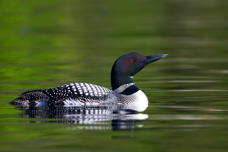 Common Loon