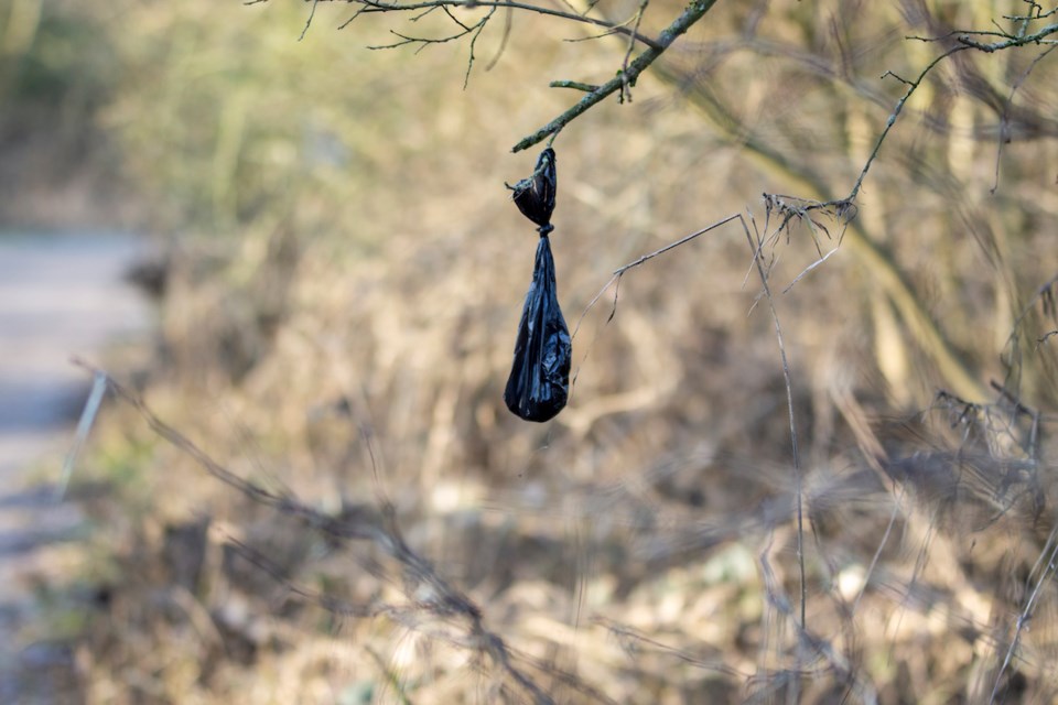 disgarded-dog-waste-bag-next-to-a-public-footpath