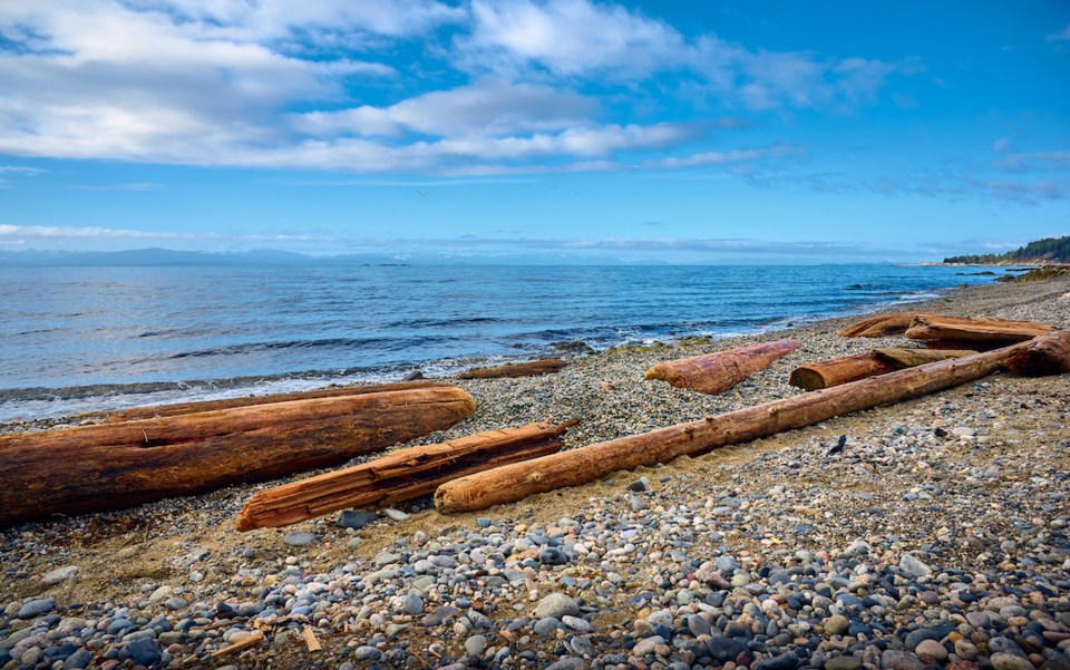driftwood-at-henderson-beach-roberts-creek-sunshine-coast-british-columbia-canada