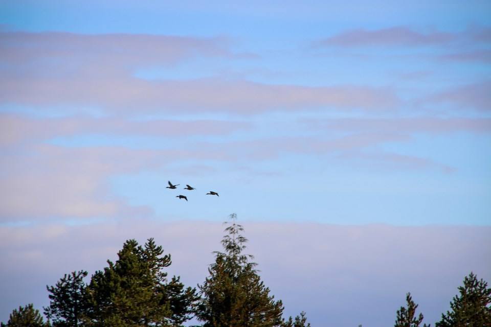 ducks-fly-above-trees-in-british-columbia-bc
