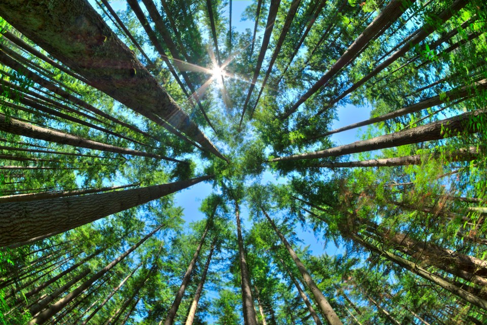 Fisheye HDR view looking directly up in dense Canadian pine forest with sun glaring in clear blue sky as trees reach for the sky