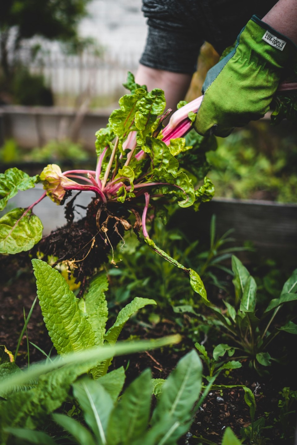 gardening-greens