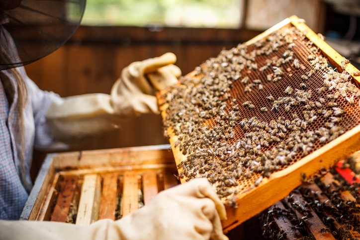 Getty-beekeepers