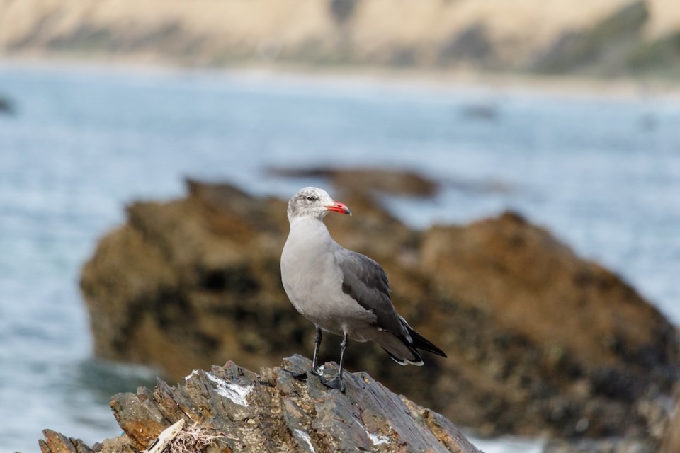heermanns-gull-perched-on-a-rock-in-laguna-beach-californiathe-paciific-ocean-is-in-the-background