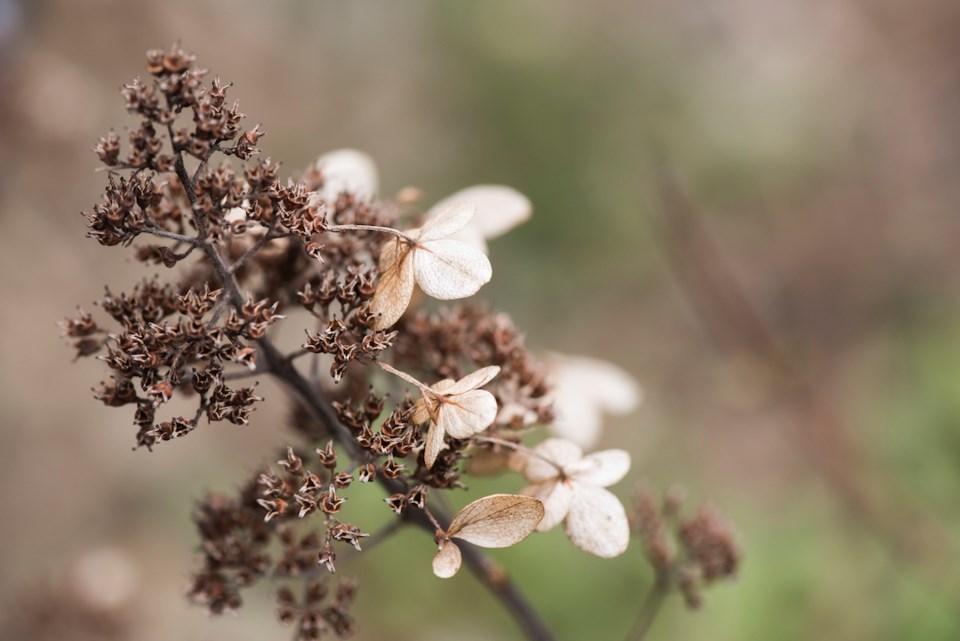 Horizontal photo of a dry flower looking parched and in need of water and nourishment.