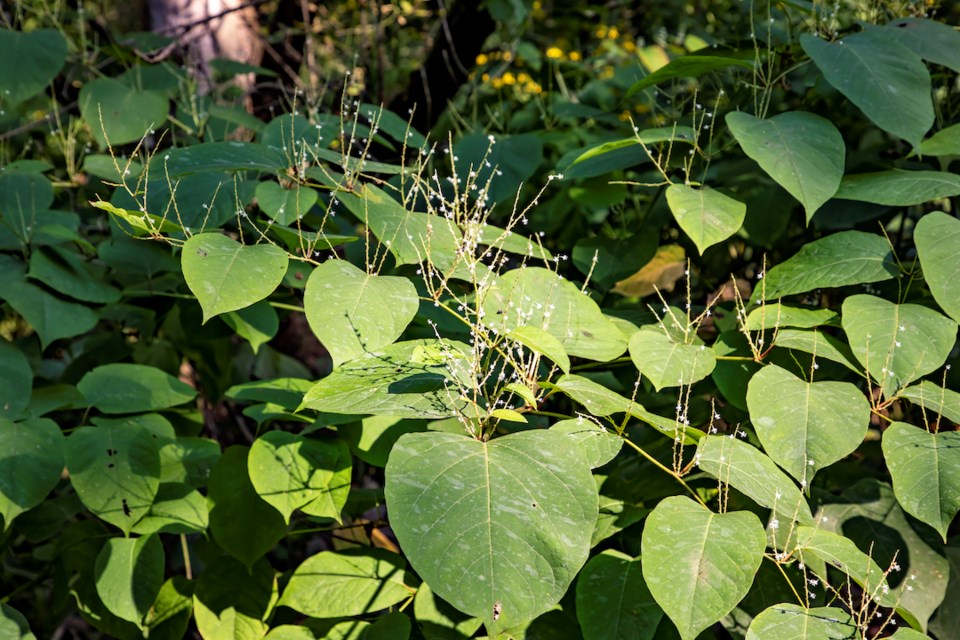 japanese-knotweed