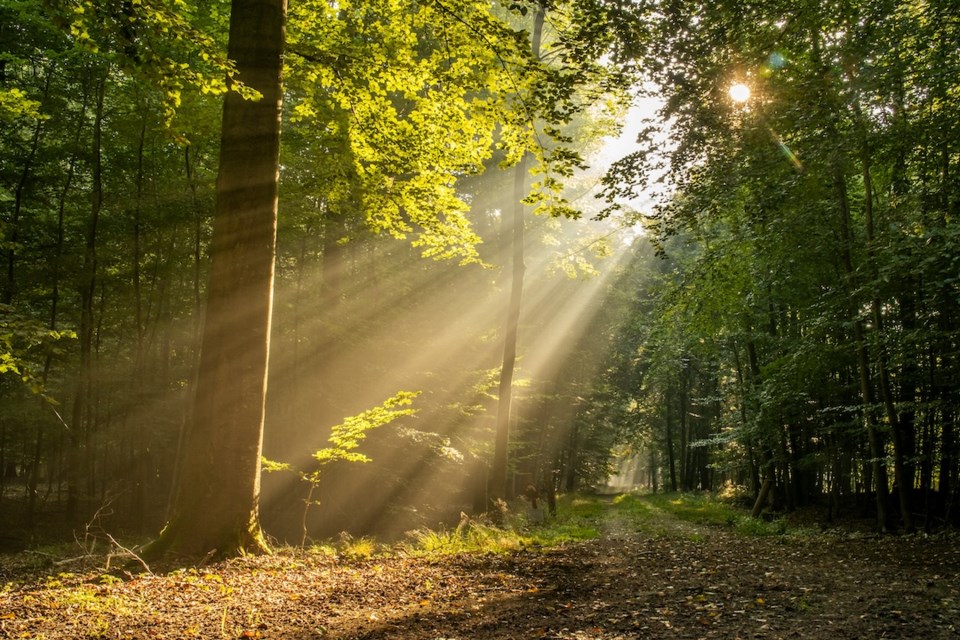 light-streaming-through-trees