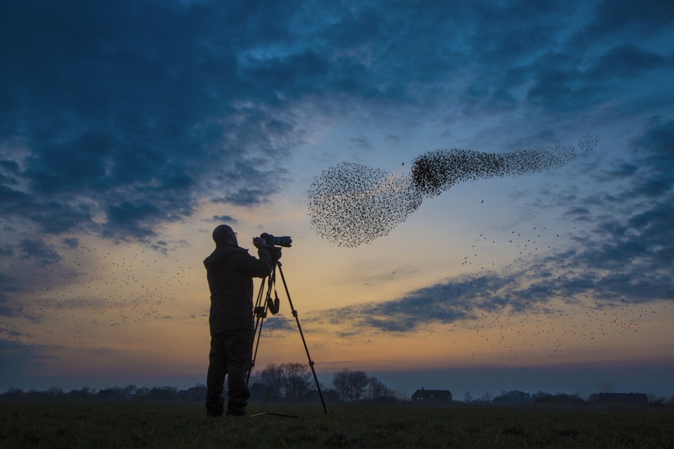 man-taking-a-photograph-of-migrating-starlings-at-sunset