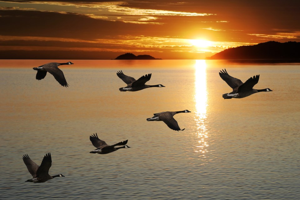 migrating-canada-geese-flying-over-lake-at-sunset