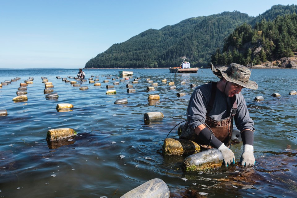 Oyster farmers harvest at lowering tide