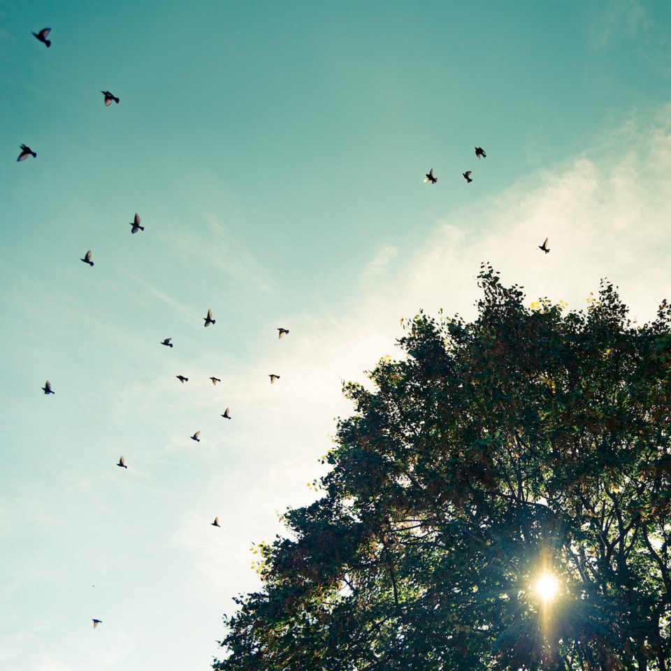 Photograph of a flock of common starlings flying by a linden tree, in Alsace, Eastern France.