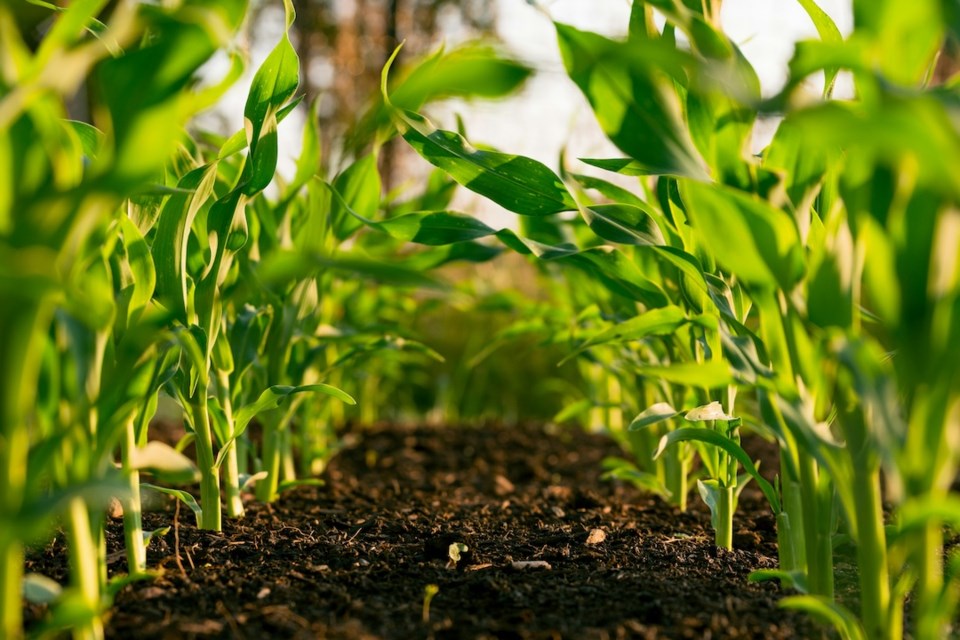 plants-farming-farm-sprouts