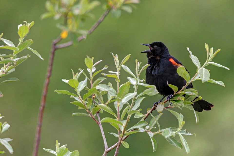 red-winged-black-bird-perches-on-a-tree-twig