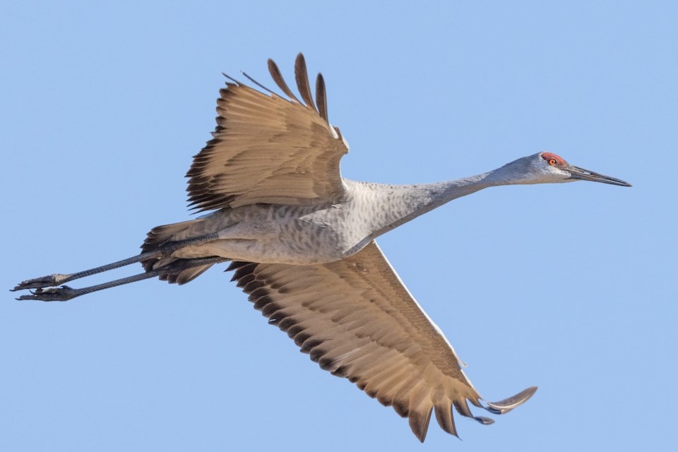 sandhill-crane
