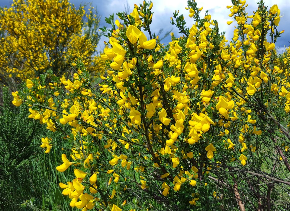 Scotch Broom on Vancouver Island