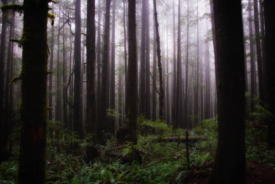 somewhere-along-the-juan-de-fuca-trail-near-sooke-british-columbia-on-a-rainy-day