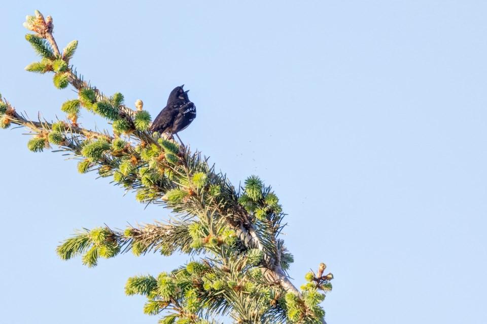 spotted-towhee-bird-vancouver-bc-canada