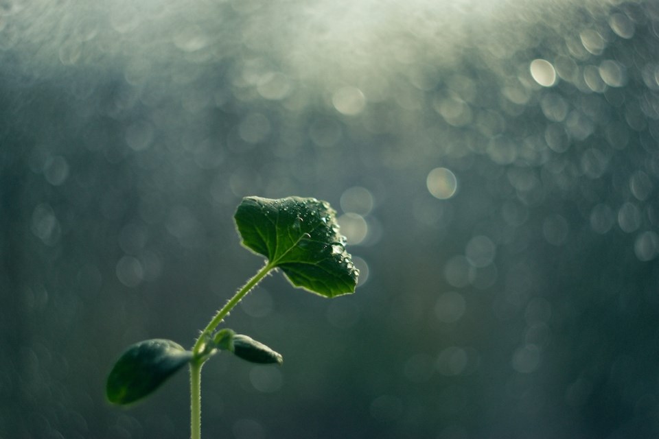 sprout