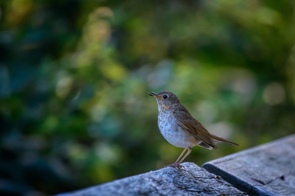 Swainson's thrush with insect at Nisqually National Wildlife Refuge near Olympia, Washington