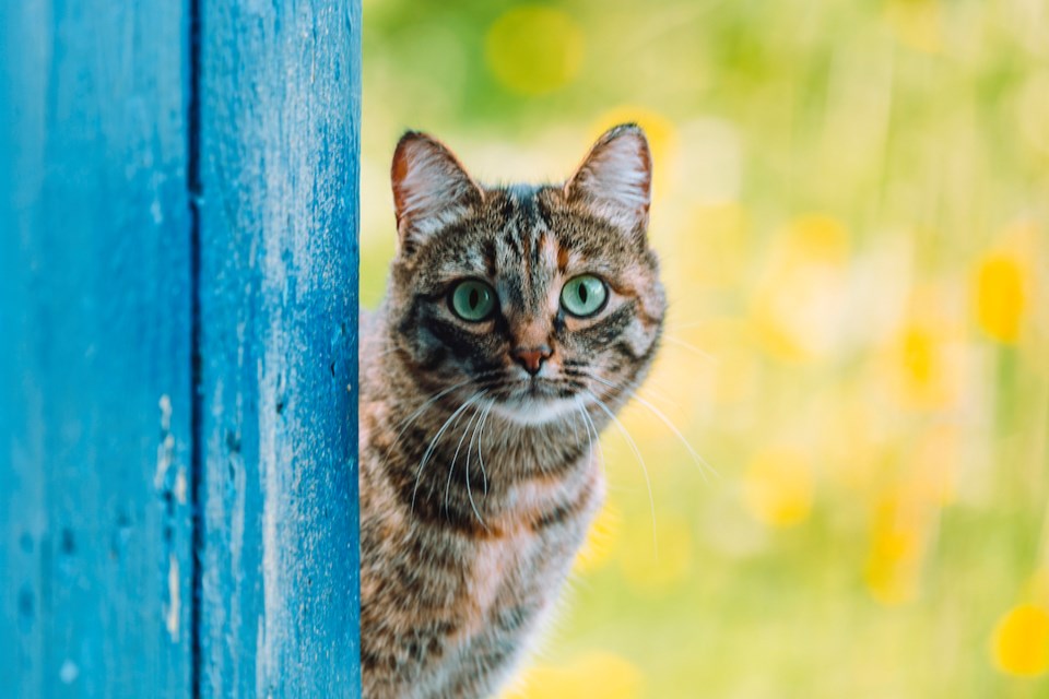 Tabby cat sitting near door