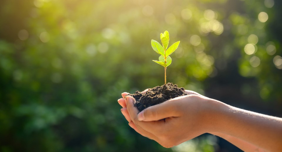 tree-growing-out-of-soil-in-someones-hand