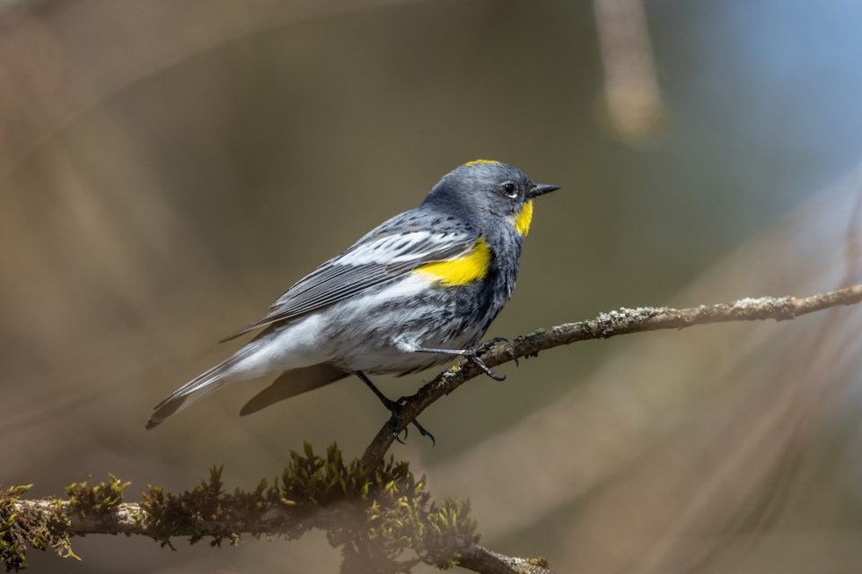 yellow-rumped-warbler-at-vancouver-bc-canada