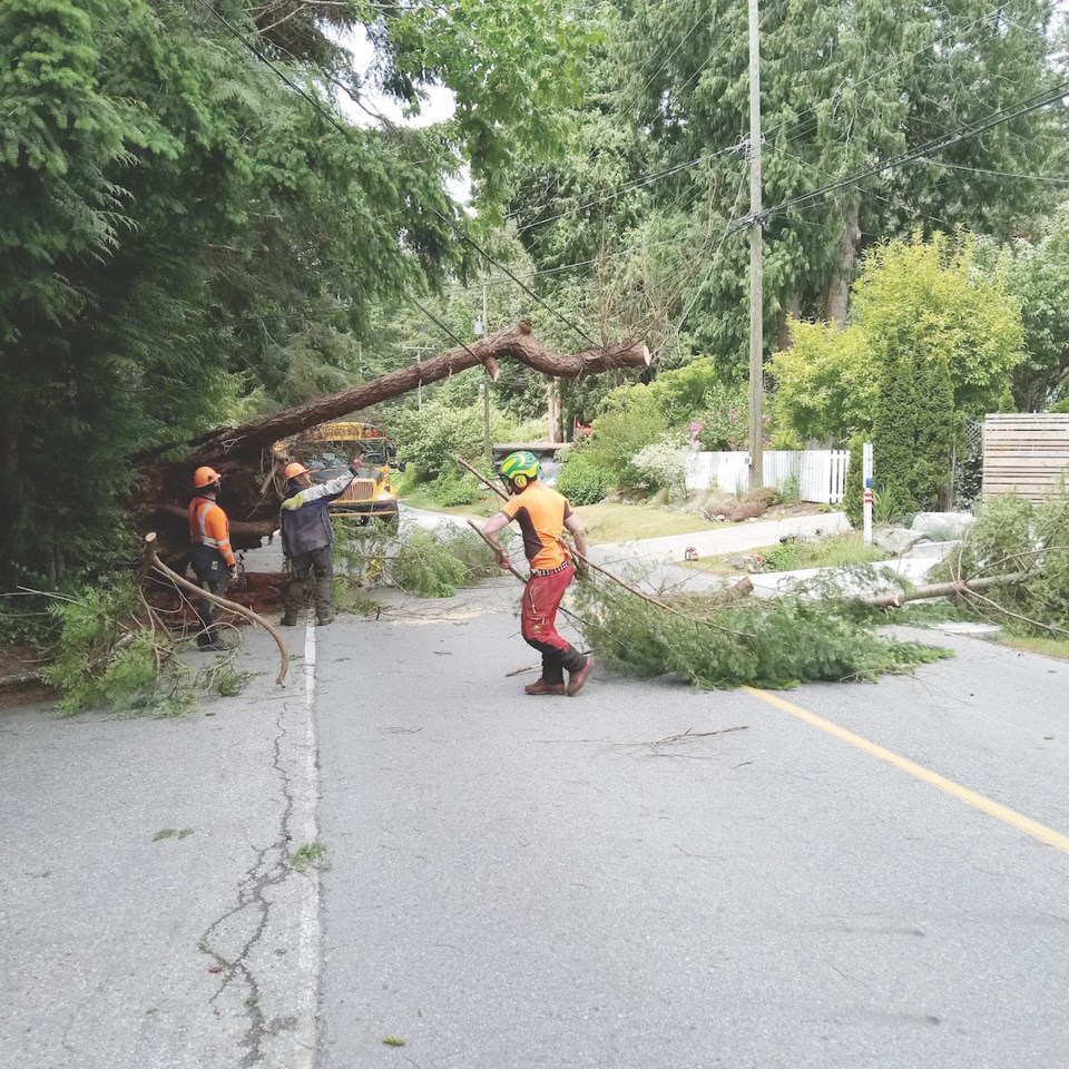 tree-faller-removes-tree-from-road-in-may-2024