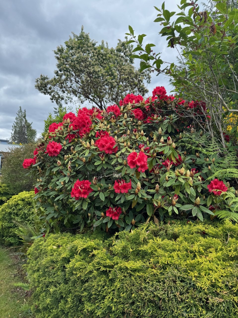 grey-skies-flowers-sechelt