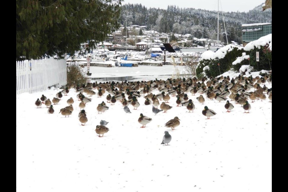 Mallards and pigeons await warmer weather in Gibsons. 