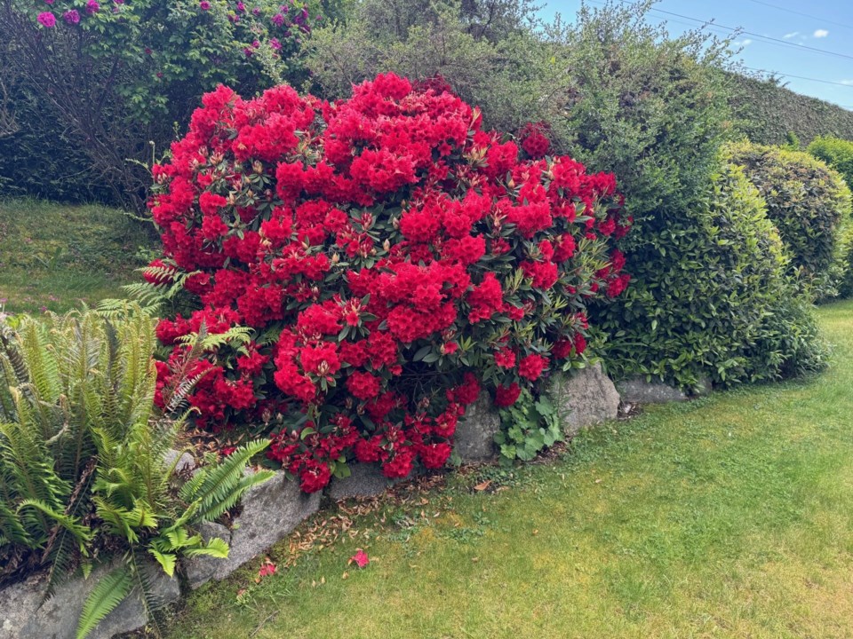 sechelt-blue-skies-flowers