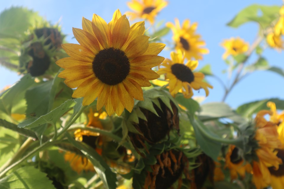 sunflower2